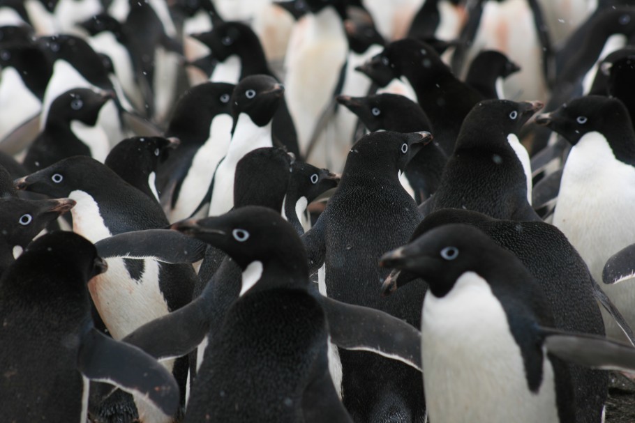 Ad&eacute;lie pingu&iuml;n